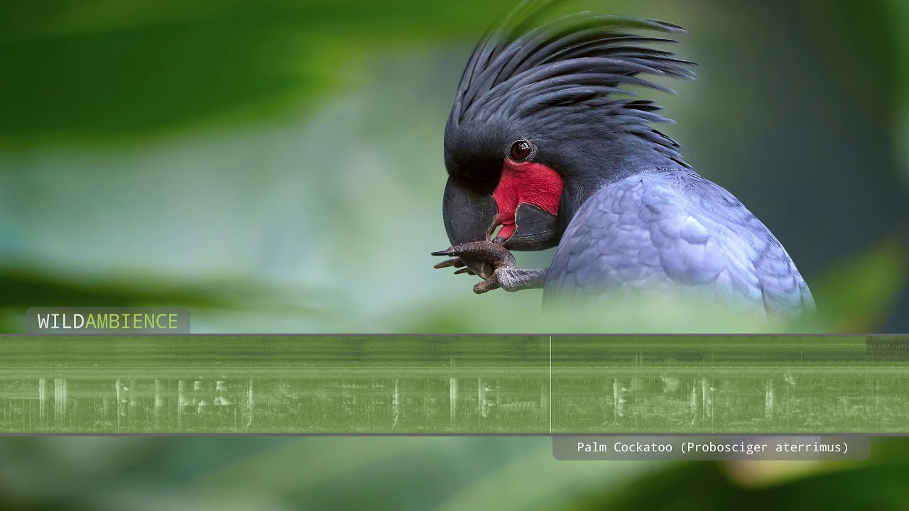 Palm Cockatoo Sounds & Calls YouTube