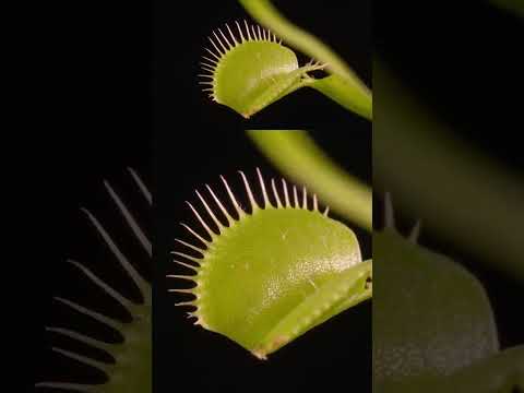 Video: Funcționează o capcană de muște Venus?