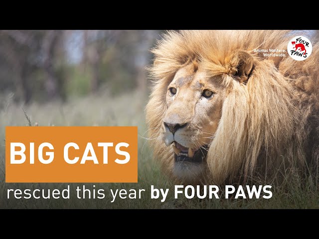 10 Facts about Cats - FOUR PAWS International - Animal Welfare