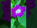 #morning glory #music #flowers