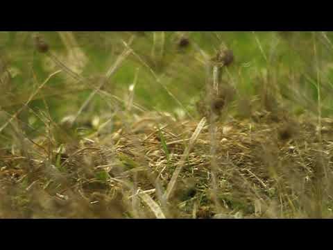 მინდვრის თაგვი