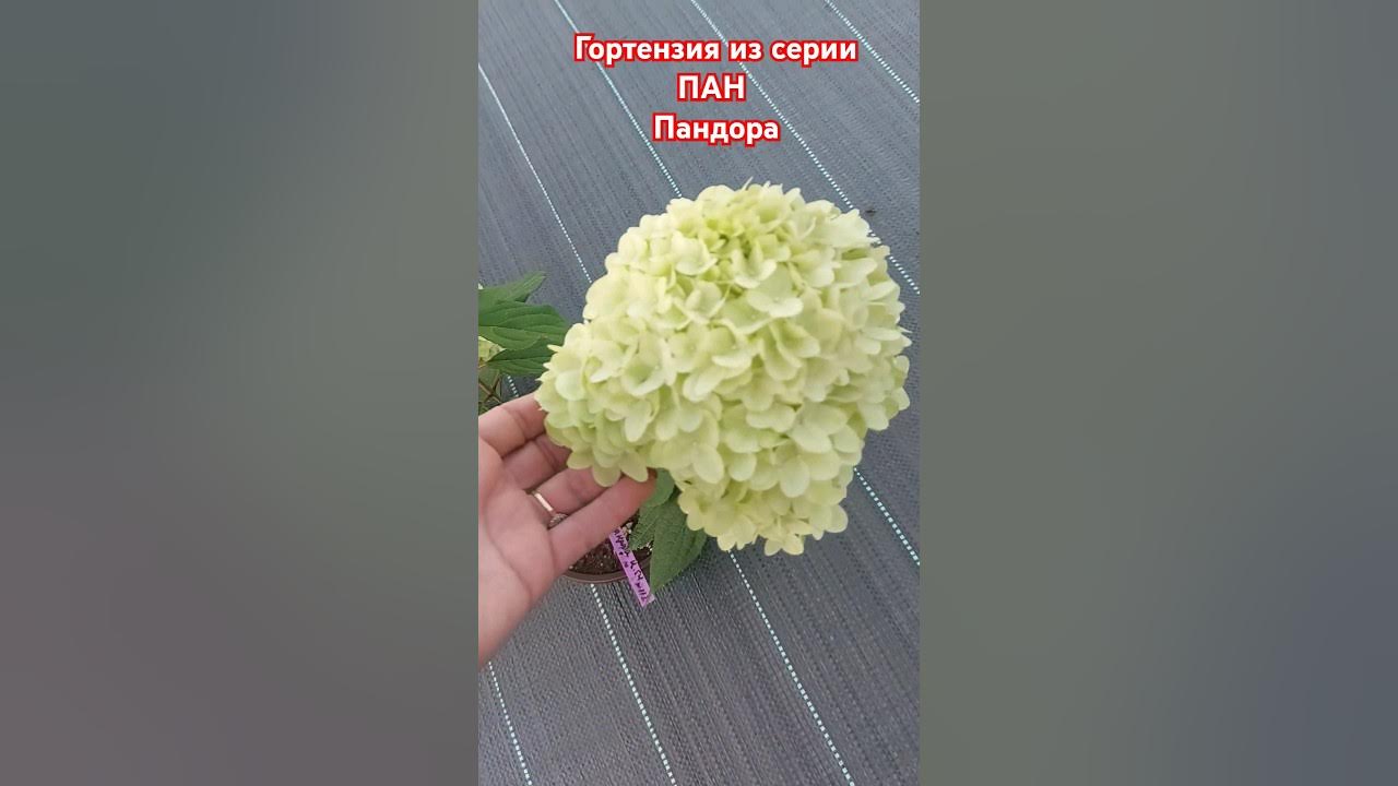 Гортензия Пандора #гортензииметельчатые #серияпангортензия - YouTube