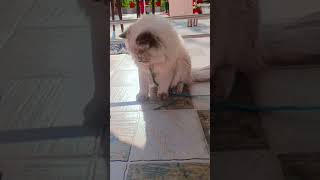 #cat #catvideos#Neko ga kuruma o unten shite iru #gatolindo