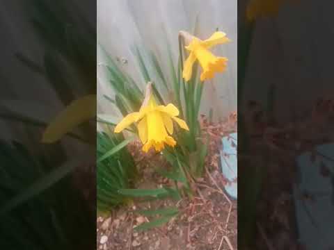 Видео: А у нас цветы цветут. В Кабардинке весна!