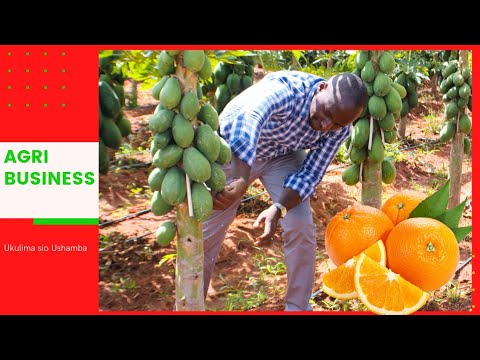 How to make your first Million from soil:  Ukulima sio Ushamba (Part 1)