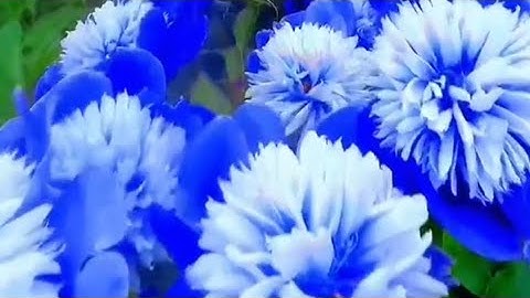 51 - سورة الذاريات كاملة | الشيخ الزين محمد أحمد رحمه الله| اللهم ٱجعل القرآن العظيم ربيع قلوبنا