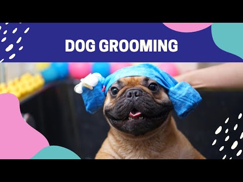 Dog grooming - Helpful Ways to Keep Your Dog&rsquo;s Skin & Coat Healthy