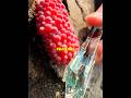 Telur bola merah ini ternyata ancaman serius?!😱 #shortvideo #keong #faktaunik
