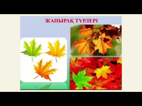 Бейне: Үйеңкі шекерінен қашу - Солтүстік-шығыс АҚШ & Канада