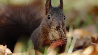 Download Lagu The Traditional Orchard | Free Documentary MP3