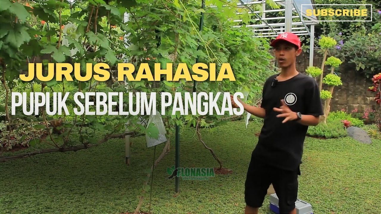 Ilmu Baru! Cara Ini Bikin Anggur Berbuah Lebat