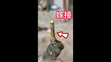 教你如何嫁接果樹新品種，此方法操作簡單易學，一看就會  Teach you how to grafting new varieties of fruit trees. easy to operate