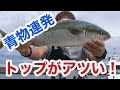 【堤防から大物】初心者でも簡単！貸し切りの堤防で青物連発！ショアジギング