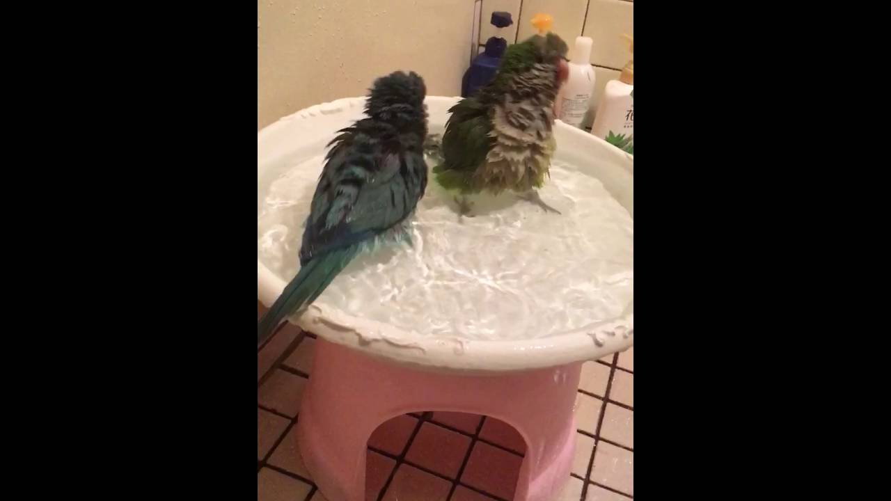 Quaker (Monk parakeet) parrot taking a bath 和尚鸚鵡洗澡 YouTube