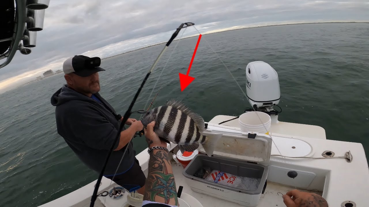 Winter sheepshead fishing Florida inlets with small crabs