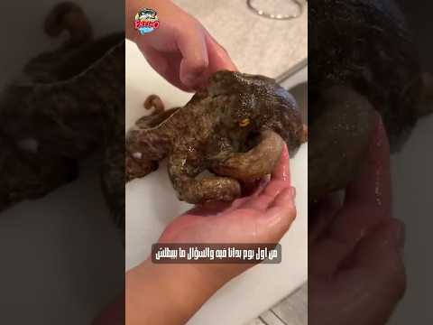 اختصرنا عليك الزحمة والمشاوير سمك طازة يوم بيوم لحد باب بيتك اكتشف ليه اخترنا نكون أونلاين بس