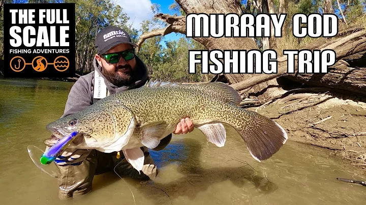 MURRAY COD Fishing Trip | The Full Scale