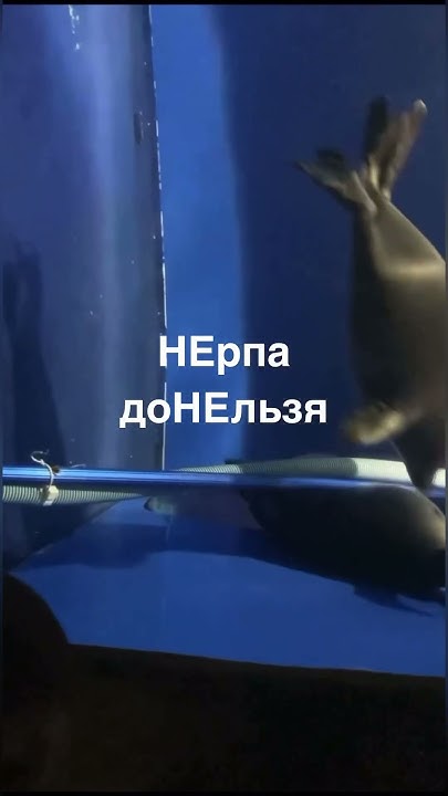 Как запомнить ударение в слове «донЕльзя»? #егэпорусскомуязыку # ...
