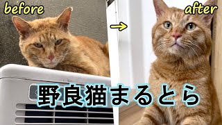 【保護年】野良猫まるとら出会いから保護までの記録