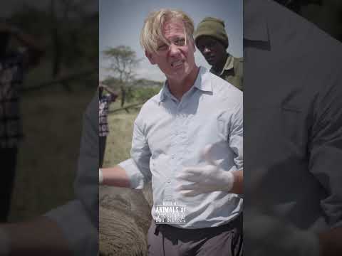 Close Encounters with a Bull Elephant!