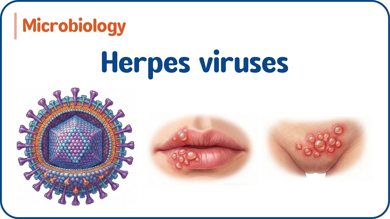10. Вирусы герпеса 🦠: обзор и типы | USMLE