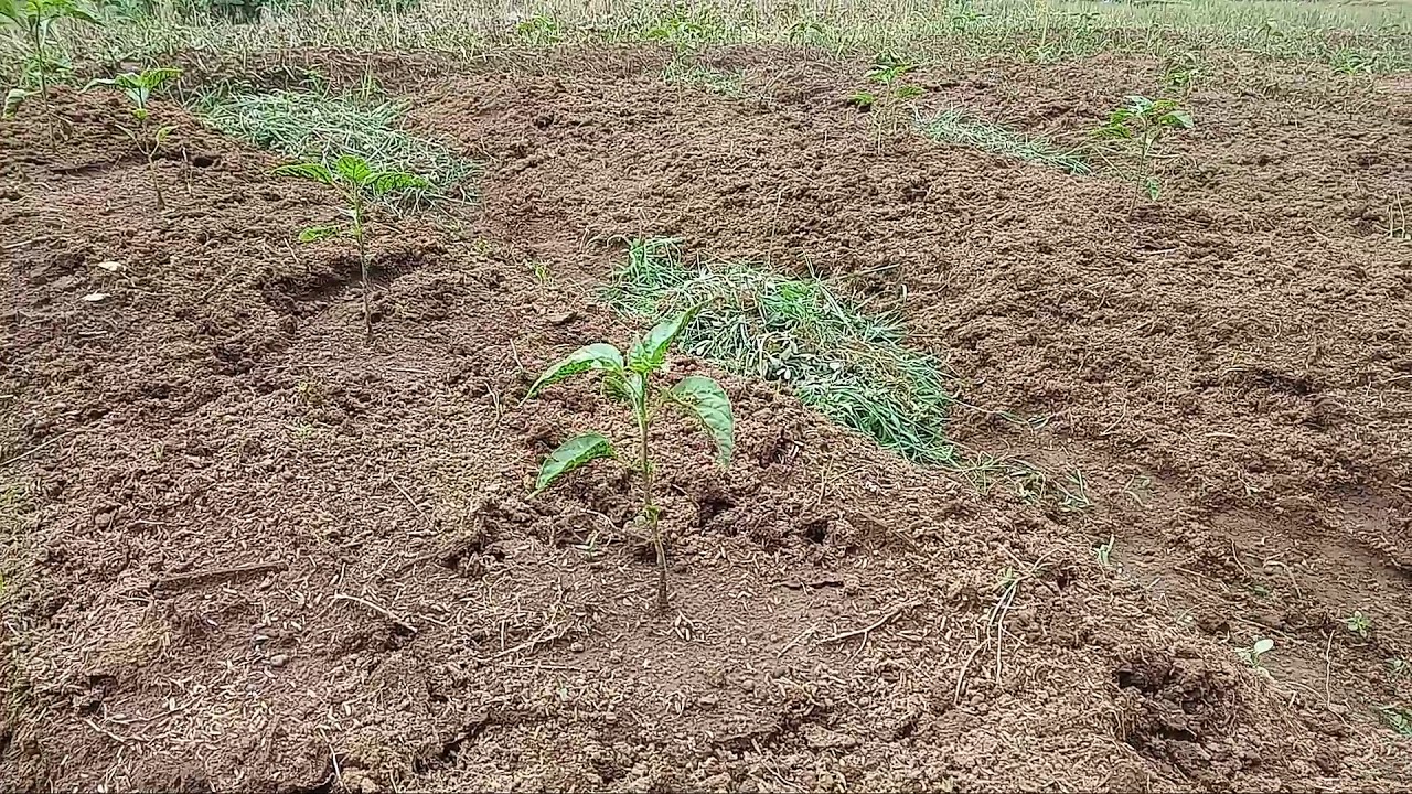 Rahasia Budidaya Tanaman Cabai Organik # Merah Putih 