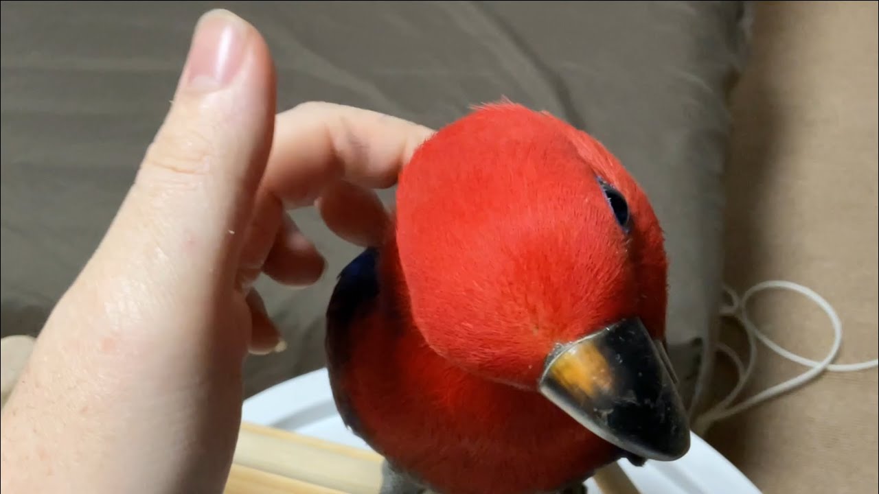 ルビー様❤️カキカキ練習中🦜🟥なんか言ってる？🤣