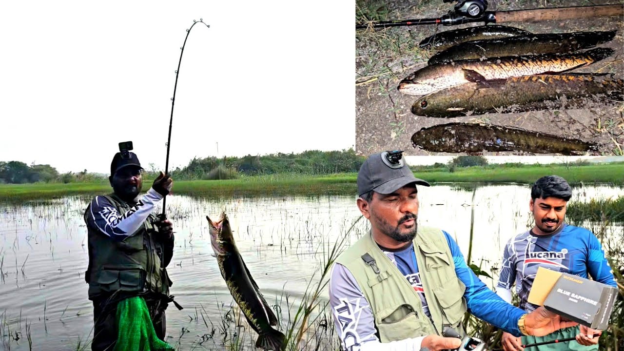 Amazing Fishing Video # Snakehead Fish Catching # How To Tai Baitcosting Reel In Line