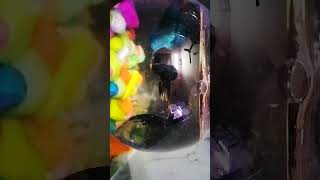 black gold vs betta