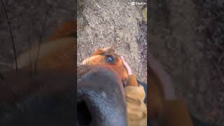 #germanshepherd #fypシ゚viral #dog