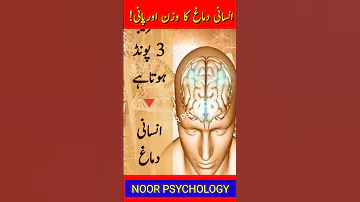 Facts About Brain انسانی دماغ Science Facts Noor Sychology In Urdu Amazing Facts Human Brain Facts 