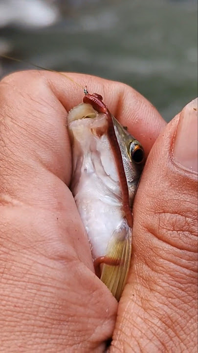 BAIT FOR A MILLION FISH ➡➡ ANYTIME, ANYWHERE ✔✔✔ #mancingmahseer #mancingemprit