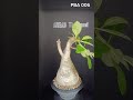 AHEAD Thailand Pachypodium Baronii Code: PBA006 a Rare Endemic species from Madagascar #pachypodium
