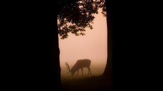 Is 6.5 creedmoor enough for an elk? Net Worth