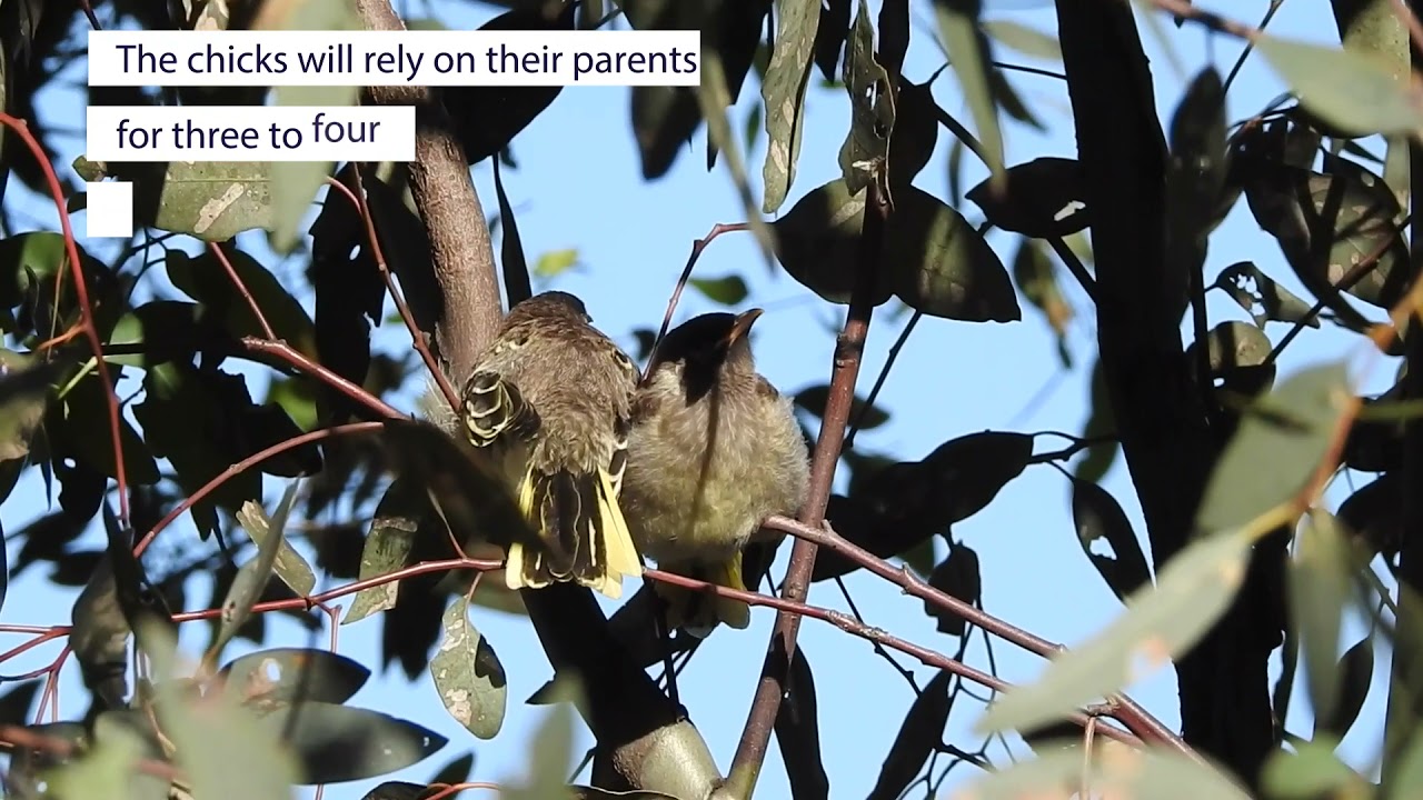 Regent Honeyeater fledglings 