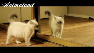 Cats vs mirrors | Funny cats reaction with mirrors | Funniest video