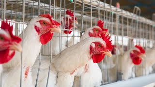 🐔 Chicken Farming Profit | Tips to Boost 💰 | Agri Farming