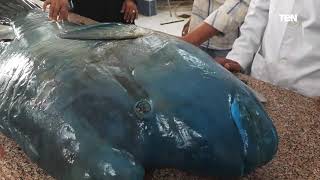 لأول مرة منذ الثمانينات.. معهد علوم البحار يبدء عملية تحنيط سمكة «نابليون» المهددة بالإنقراض
