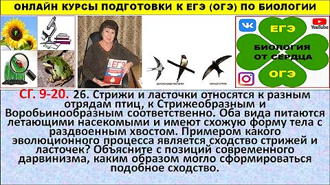 ЗАДАНИЕ 2 ЧАСТИ ПО ЭВОЛЮЦИИ ПРО ЛАСТОЧКИ И СТРИЖИ
