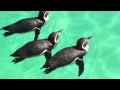 フンボルトペンギン　葛西臨海水族園 の動画、YouTube動画。