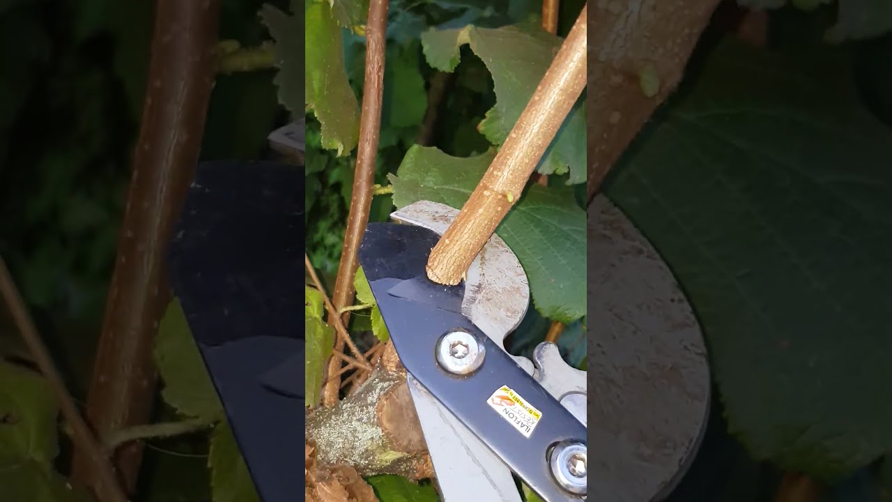 Extendable loppers lidl deals