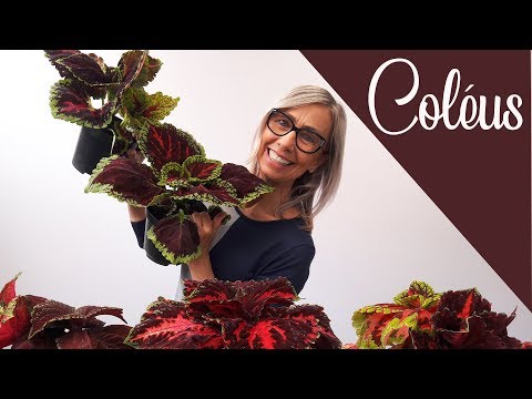 Vídeo: Coleus, Uma Planta De Casa Que Adorna O Jardim No Verão