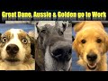 Great Dane, Golden Retriever and Aussie enjoy Fido Friday - Bring your Dog to work