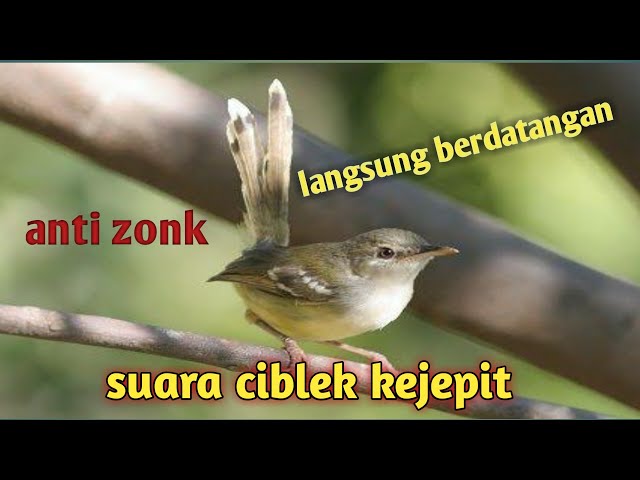 Suara ciblek betina kejepit class=