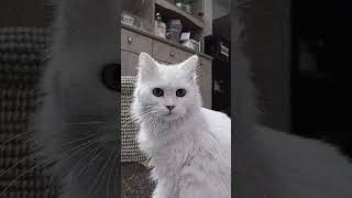 জুলি ❤❤ #foryou #viralvideos #catlover