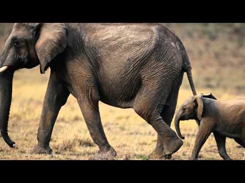 მცენარეული კულტურა-ბაუბაბი