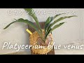 ビカクシダブルービーナスの板付けをしたよ。 Platycerium blue venus  How to mount Platycerium on a cedar board