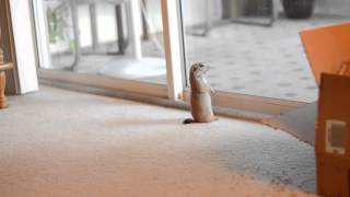 Our baby prairie dog, playing with our cat