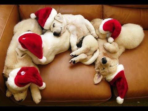 Feliz Natal para todos