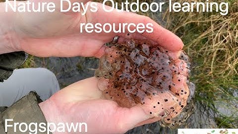 Frogspawn - Nature Days outdoor learning resources